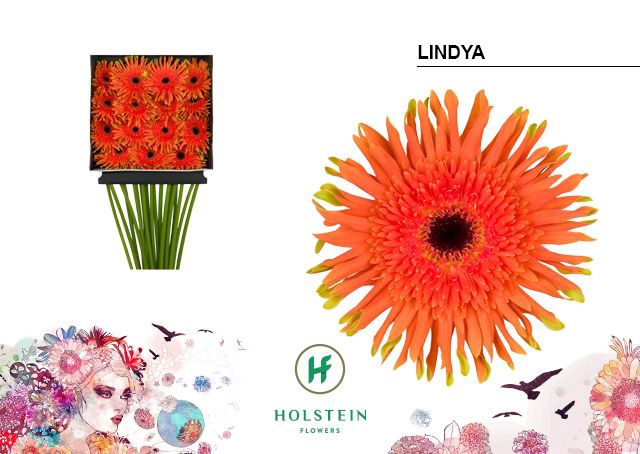<h4>Gerbera large flowered curl-shaped Gerpasta Lindya</h4>