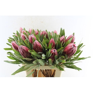 Protea Lieben Cherry