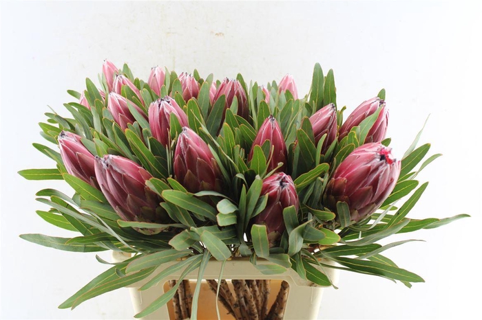 <h4>Protea Lieben Cherry</h4>