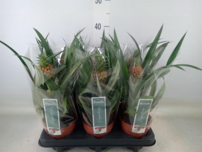 <h4>Ananas  'Rosita'</h4>