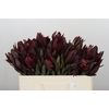 Leucadendron Saf Sunset Dark R.