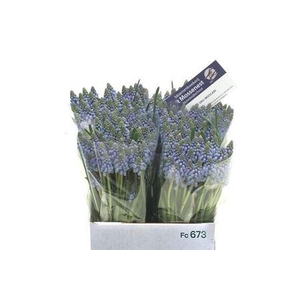 Muscari Bleu