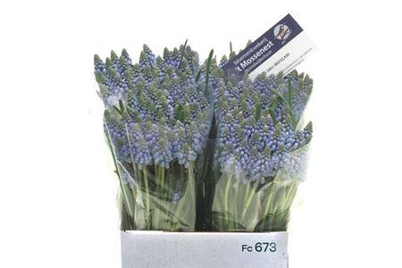<h4>Muscari Bleu</h4>