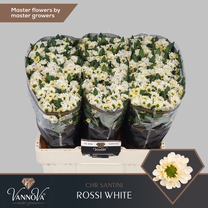 <h4>Chrysanten Chr S Rossi White</h4>