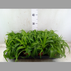 Chlorophytum com. 'Green Bonnie'