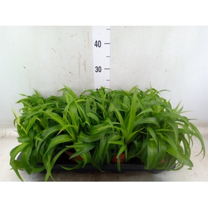 Chlorophytum com. 'Green Bonnie'