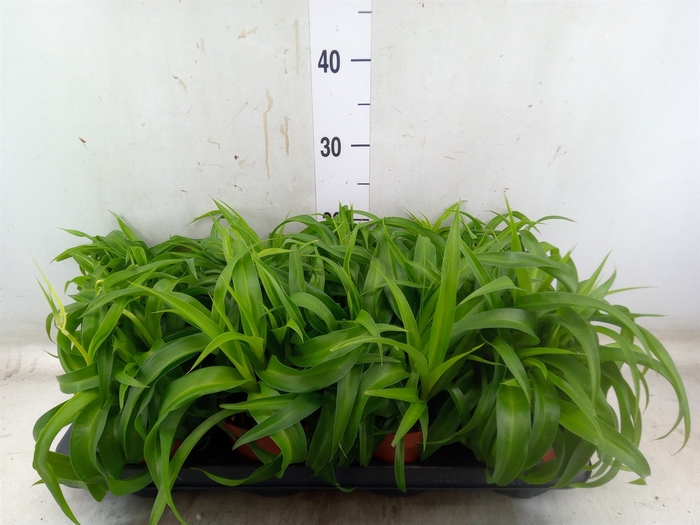 <h4>Chlorophytum com. 'Green Bonnie'</h4>