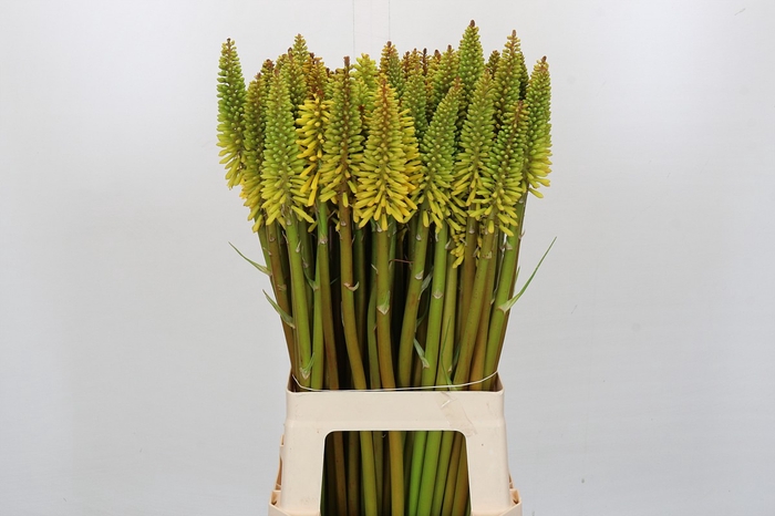 <h4>Kniphofia Eycone Yellow</h4>