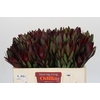 Leucadendron Saf Sunset Dark R.
