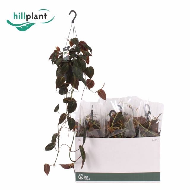 <h4>PHIL SCANDENS MICANS</h4>