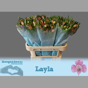 ALSTR LAYLA