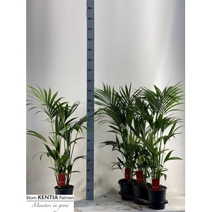 HOWEA FORSTERIANA