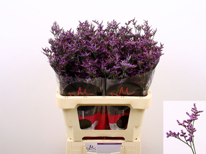 <h4>Limonium Safora Dark Blue Marginpar</h4>