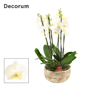 Luna 6 tak symphony white (Deco-collection)