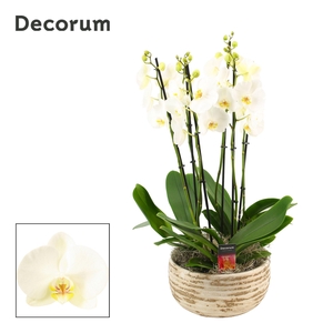 Luna 6 tak symphony white (Deco-collection)