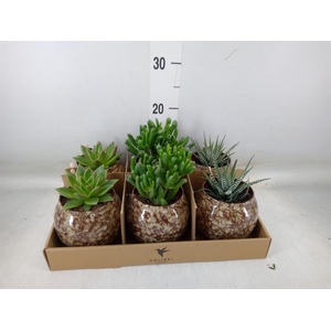 Succulents   ...mix 3