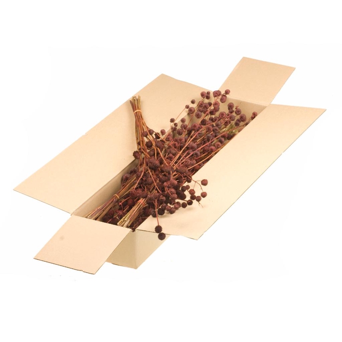 <h4>Calicarpa 70cm Sb Red</h4>