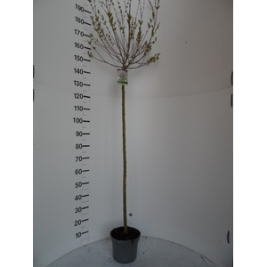 SALIX IN HAKURO NISH stock