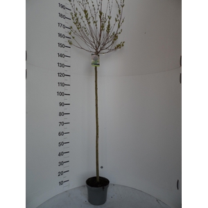 SALIX IN HAKURO NISH