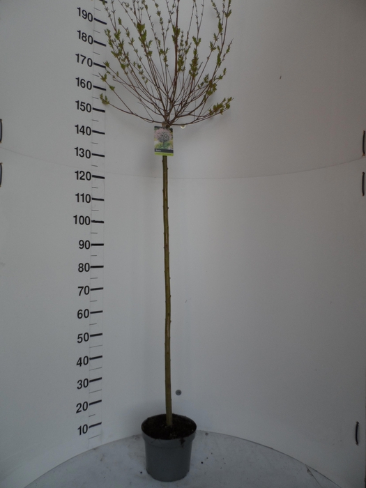 <h4>SALIX IN HAKURO NISH stock</h4>