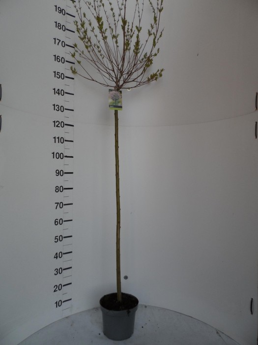 <h4>SALIX IN HAKURO NISH</h4>