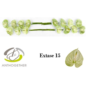 Anthurium Extase