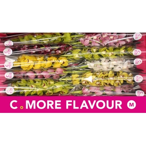 Mini cymbidium 'Mix 60 cm'