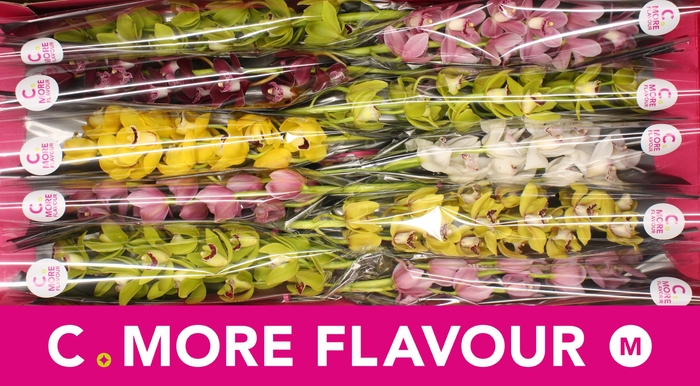 <h4>Mini cymbidium 'Mix 60 cm'</h4>