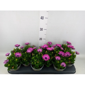 Osteospermum  'Margarita Pink Flar'
