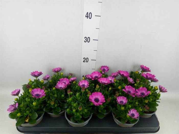 <h4>Osteospermum 'Margarita Pink Flar'</h4>