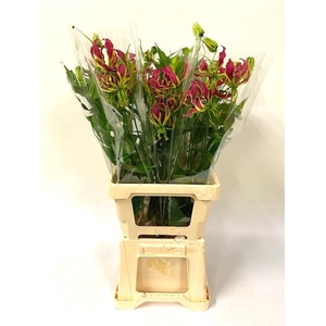 GLORIOSA ROTHSCHILD