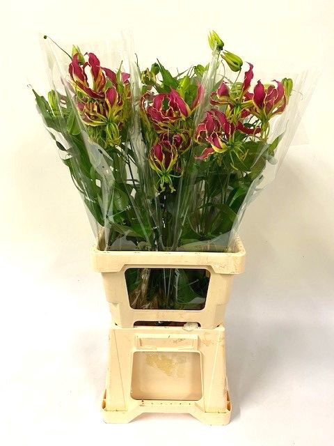 <h4>GLORIOSA ROTHSCHILD</h4>