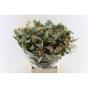 Euca Populus Berry Cones 300 Gram