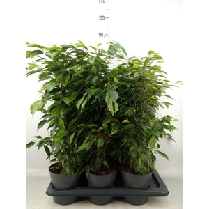 Ficus benja. 'Anastasia'