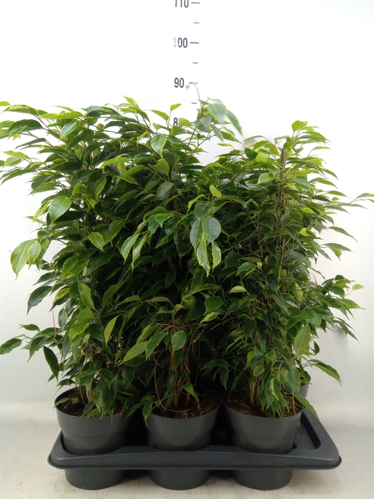 <h4>Ficus benja. 'Anastasia'</h4>