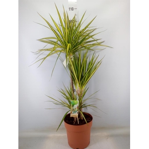 Dracaena marg. 'Sunray'