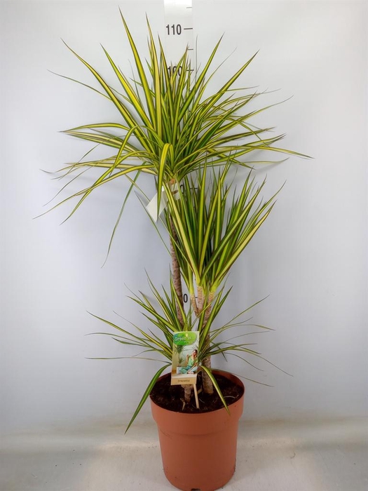 <h4>Dracaena marg. 'Sunray'</h4>