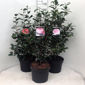 Camellia in mix soorten