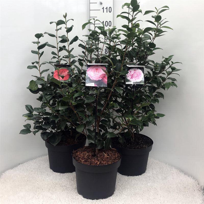 <h4>Camellia in mix soorten</h4>