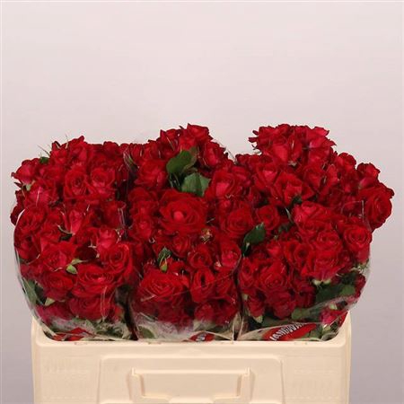 <h4>Rosa grappe Dominica</h4>