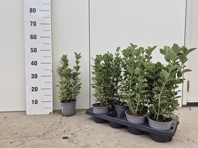 <h4>EUONYMUS JAPONICUS</h4>