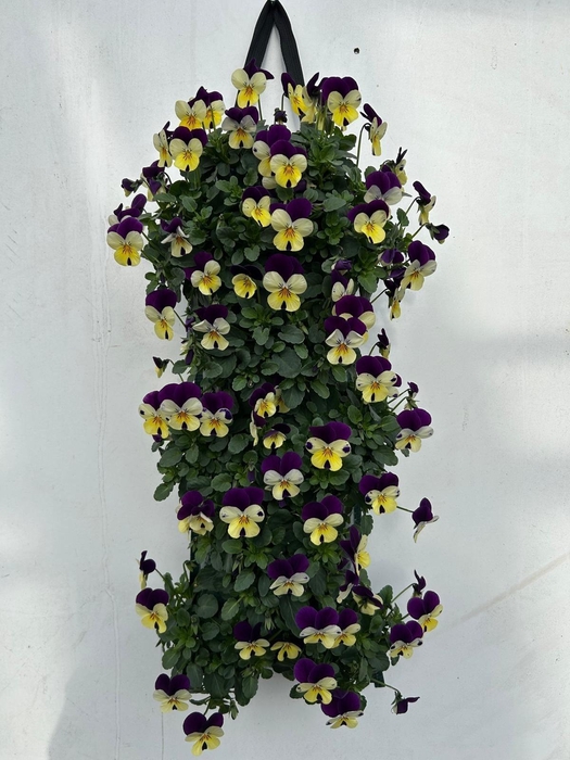 <h4>VIO CORNUTA</h4>