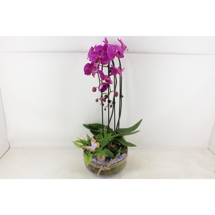 <h4>Arr2 Pl - Bose Xl Touw Phal. Lila</h4>