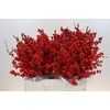 Ilex Rood