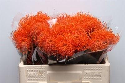 <h4>Nutans paint orange</h4>