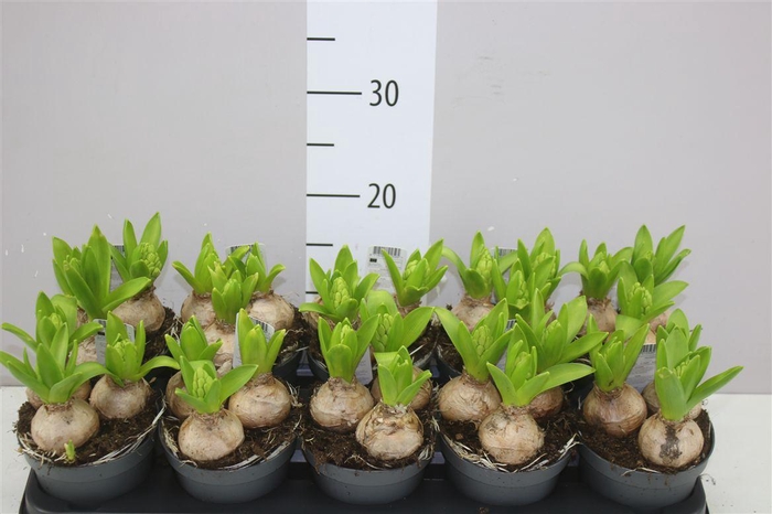 <h4>Hyacinthus White Pearl 3pp</h4>