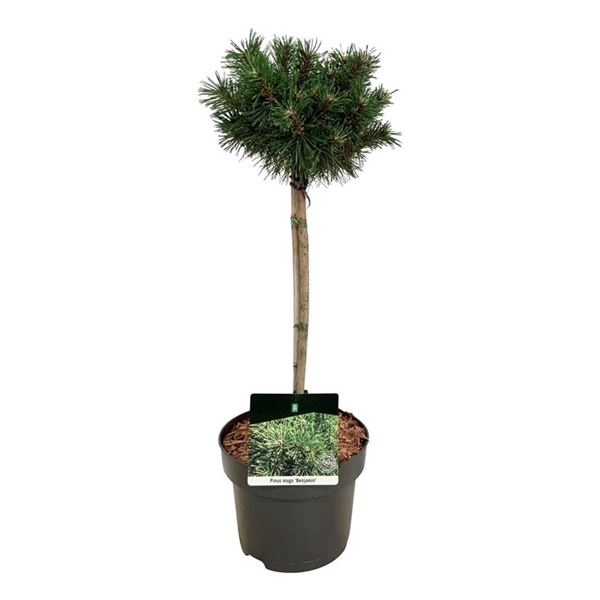 <h4>Pinus mugo 'Benjamin'</h4>