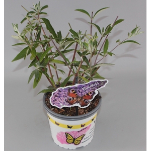 Buddleja Davidii 'Ile de France' C2