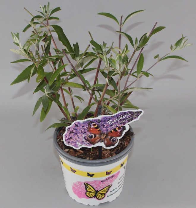 <h4>Buddleja Davidii 'Ile de France' C2</h4>
