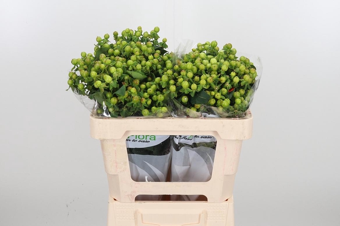 <h4>Hyp Mag Green</h4>